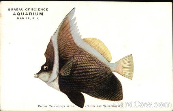 Bureau of Science Aquarium, Manila, P.I., Carona Taurichthys varius (Cuvier and Valenciennes)