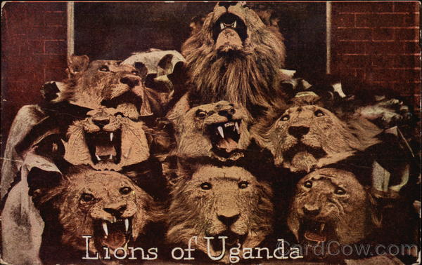 Lions of Uganda