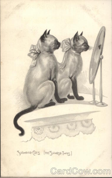 Siamese Cats Looking in Mirror