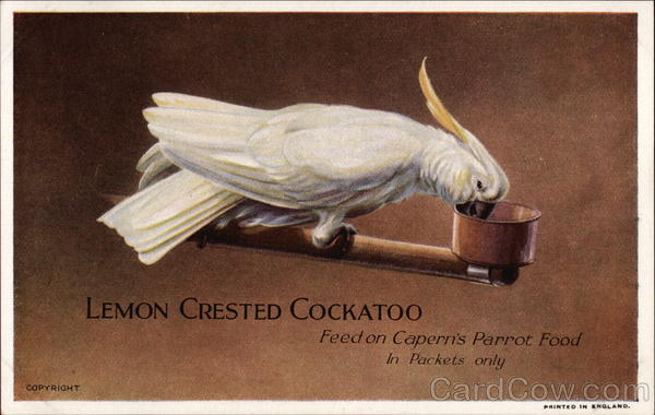 Lemon Crested Cockatoo, Feed on Capern's Parrot Food in Packets Only