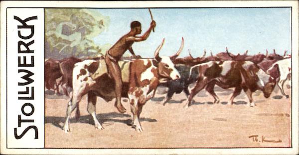 Stollwerck Frauenkron Schokolade Advertisement Advertising