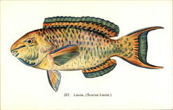 Laula (Scarus Lauia) - Fish of Hawaii Postcard Postcard