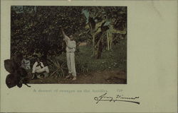 A Dawest of Oranges on the Antilles Postcard