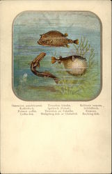 Coffer Fish, Hedgehog Fish, Sucking Fish Postcard