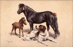Horse, Pony and Dog Postcard
