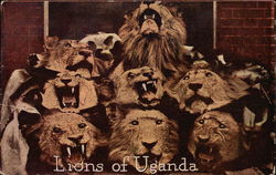 Lions of Uganda Postcard Postcard