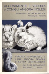 Allevamente e Vendita di Conigli Angora Inglesi Postcard