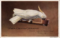 Lemon Crested Cockatoo, Feed on Capern's Parrot Food in Packets Only Postcard
