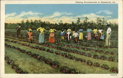 Workers Picking Strawberries Hammond, LA Postcard Postcard