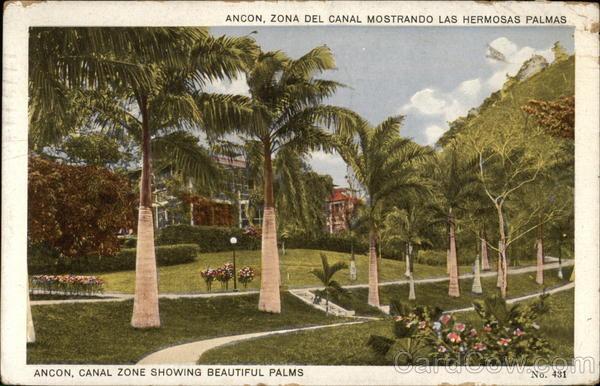 Palm Trees Ancon Panama