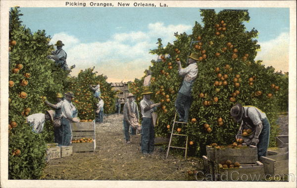 Workers Picking Oranges New Orleans Louisiana