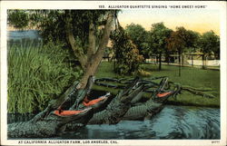 Alligator Quartette Singing "Home Sweet Home" - at California Alligator Farm Postcard