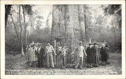 The "Big Tree" oldest cypress in the US Postcard
