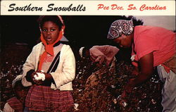 Southern Snowballs Postcard