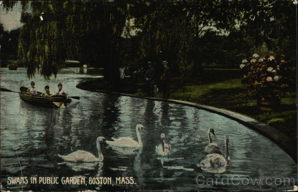 Swans in Public Garden Boston Massachusetts