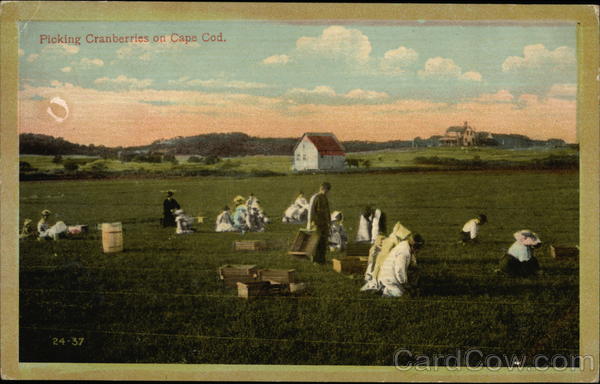 Picking Cranberries at Cape Cod Massachusetts