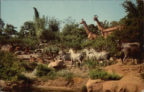 Disneyland - African Veldt
