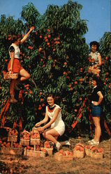 Peaches by Paschke, The Paschke Daughters in the Red Havens Postcard