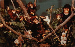 Steiff Zoo Favorites, Roger Williams Park Postcard