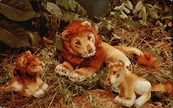 Steiff Zoo Favorites at Roger Williams Park Postcard