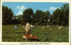 Strawberry Picking Time in West Tennessee Postcard