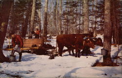 Gathering the Sap For the Famous Vermont Maple Syrup Postcard