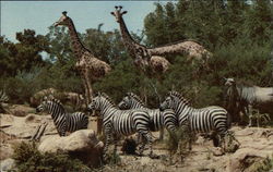 Disneyland - African Veldt Postcard