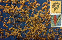 Yellow Poui Flower Postcard