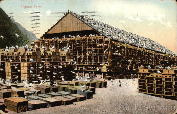 Pigeon Farm Birds