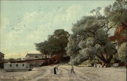 The Old Willows on Peaks Island Beach Postcard
