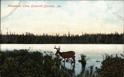 Moosehead Lake, Greenville Junction Maine Postcard Postcard