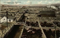 Cattle Division, Union Stock Yards Postcard