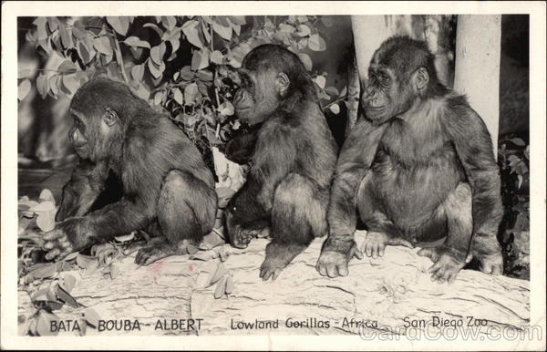 Lowland Gorillas from Africa: Bata - Bouba - ALbert at the San Diego Zoo California