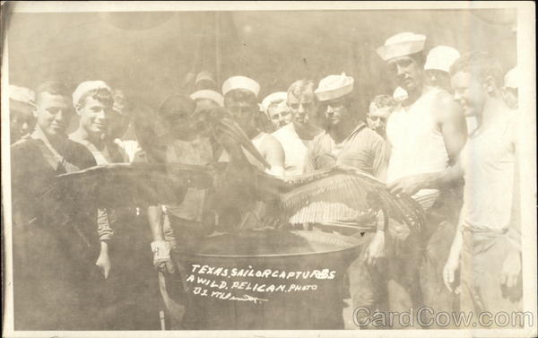 USS Texas Sailor Captures a Wild Pelican Great White Fleet