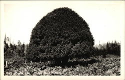 Myrtle Trees, Oregon Coast Highway Postcard Postcard