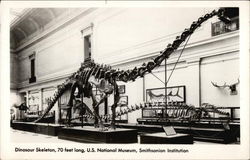 Dinosaur Skeleton, 70 Feet Long, U.S. National Museum, Smithsonian Institution Postcard