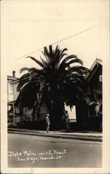 Date Palm With Fruit Postcard