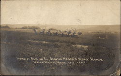 Herd of Elk on Ex. Senator Reser's Home Ranch Walla Walla, WA Postcard Postcard