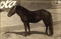 Three Year Old Mare, Shafer's Pony Farm Postcard