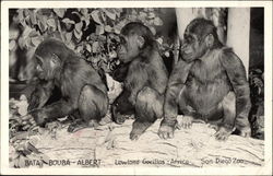Lowland Gorillas from Africa: Bata - Bouba - ALbert at the San Diego Zoo Postcard