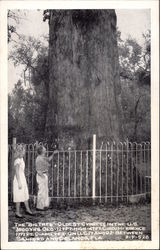 The Big Tree Sanford, FL Postcard Postcard