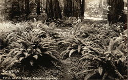 Ferns on Mill Creek, Redwood Highway Postcard