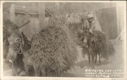 Stock #382084 Thumbnail