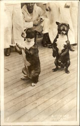 USS Texas - Mascots, Dogs Buster and Queenie Postcard