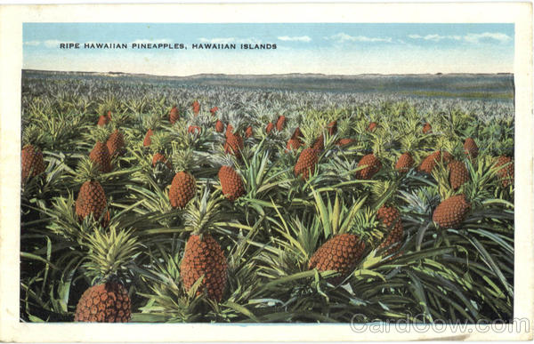 Ripe Hawaiian Pineapples Northwestern Hawaiian Islands