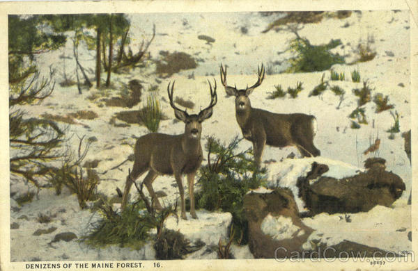 Denizens Of The Maine Forest Deer