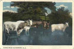 Scene Near Davenport Postcard