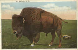 Buffalo Postcard