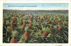 Ripe Hawaiian Pineapples Postcard