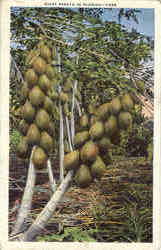 Gaint Papaya In Florida Postcard